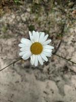 Camomile flowers against background of the sand . photo