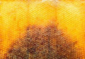 Honeycomb from bee hive filled with golden honey photo