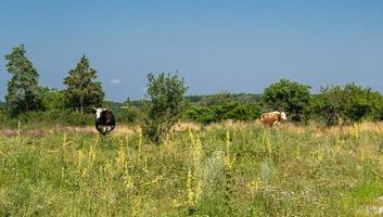 Photography on theme beautiful big milk cow photo