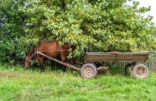 Hermoso semental de caballo marrón salvaje en la pradera de flores de verano foto