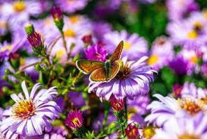 fotografía al tema hermosa mariposa negra monarca foto