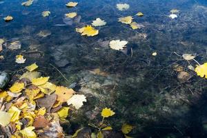 hojas de otoño multicolores en la superficie azul del agua transparente del lago foto