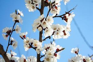 cherry blossom. Blooming of Apricot Flowers. Spring Flowers photo