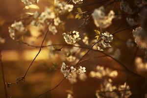 the cherry blossoms after sunset. White Cherry flower bloom in spring season. Vintage sweet cherry blossom soft tone texture background. photo