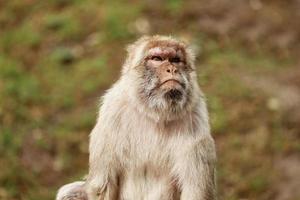 portrait of a monkey in the park. Wild monkey family at sacred monkey forest. monkeys live in a wildlife environment photo
