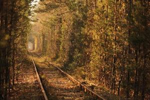 otoño otoño túnel del amor. túnel formado por árboles y arbustos a lo largo de un antiguo ferrocarril en klevan ucrania. enfoque selectivo foto