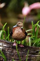 beautiful wild duck stands on a wooden surface. Mallard in the pond, photo