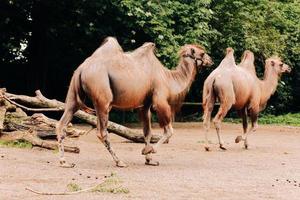 A two-humped camels in the city park. Camels walking in the park. selective focus photo