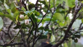 Orange flowers with green leaves. Tree with fruit and leaves in the garden photo