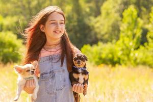 Two small Chihuahua dogs in the arms of a girl. White and black dog. Animals, pets. photo