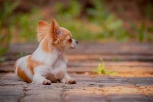 Chihuahua dog lies in the forest. Purebred mini dog. Animal, pet.