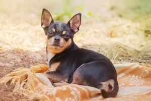 Dog mini breed chihuahua lies on a blanket in nature. Black and tan chihuahua. Animal, pet. photo