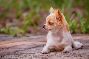 Chihuahua dog lies on the sand in the forest. Purebred mini dog. Animal, pet.