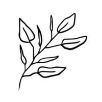 ilustración botánica. helecho, eucalipto, boj. fondo floral de época. elementos de diseño vectorial. aislado. en blanco y negro. vector