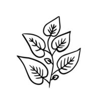 Botanical illustration. Fern, eucalyptus, boxwood. Vintage floral background. Vector design elements. Isolated. Black and white.
