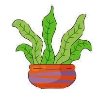 Potted plant. Homemade Green leaves of houseplant. vector