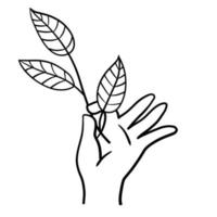Hand with branch with leaves. Fresh Plant in palm vector