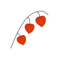 Physalis branch. Orange flower. vector