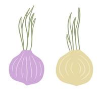 Onion in doodle style. Vegetable food and harvest. Simple drawing. Spicy Leek bulb. Flat cartoon isolated on white vector