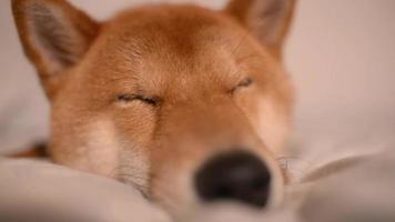 slaperige hond shiba inu japans geel liggend op een bed video