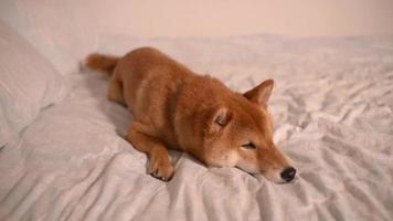 Sleepy Dog Shiba Inu Japanese yellow lying on a Bed video
