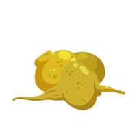 Maca or Peruvian ginseng. Yellow vegetable. Turnip root. Flat cartoon of Harvesting. vector