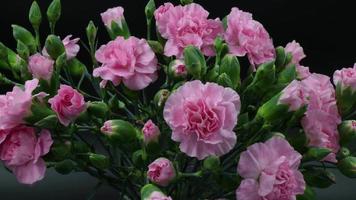 laps de temps d'un bouquet coloré de fleurs d'oeillets roses en 4k video