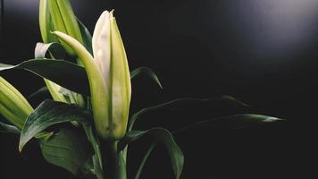 Close up of Timelapse of Violet pink lily flower blooming on black background in 4K video