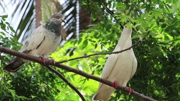 Pigeon with nature green background video