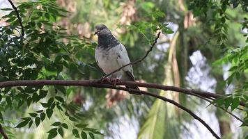 pigeon avec fond vert nature