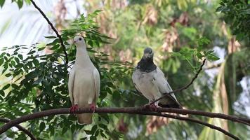 pigeon avec fond vert nature