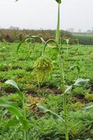 Sorghum or jowar grain field. photo