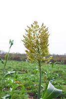 Sorghum or jowar grain field. photo