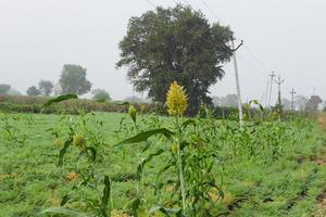 Sorghum or jowar grain field. photo