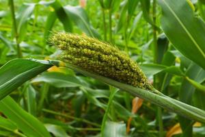 Sorghum or jowar grain field. photo