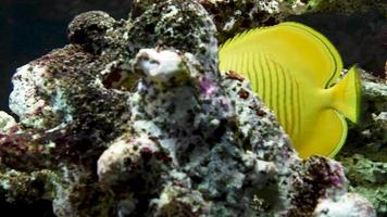 vídeo curto de peixe espiga amarela em aquário de água salgada video