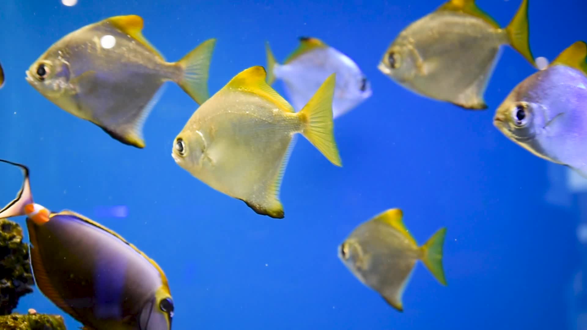 Yellow, flat fish in an aquarium among algae and coral. 5365885 Stock Video  at Vecteezy