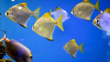 gelber, flacher Fisch in einem Aquarium zwischen Algen und Korallen.