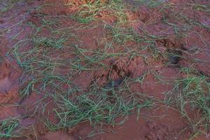 Pangular grass growing in the mud photo