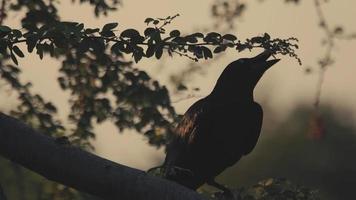 corvo sente-se no tronco de árvore grande em câmera lenta video