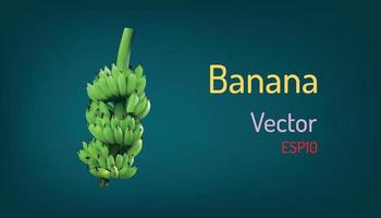 realistic banana fruit and branch elements. vector illustration eps10