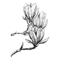 Magnolia flowers on a branch. Black and white art. Hand drawn sketch vector illustration