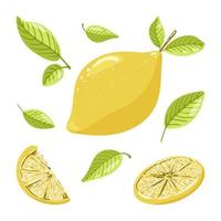 Ripe whole lemon with leaves, a circle of citrus, and slice of fruit. Hand drawn sketch vector illustration