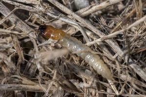 Rose chafer, Cetoniinae, grub crawls over garden soil photo