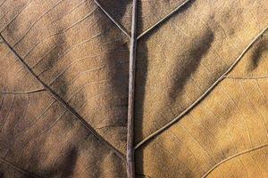 Close focus on texture of brown dry leaf.