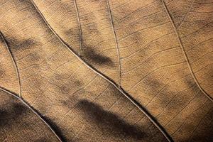 Close focus on texture of brown dry leaf.