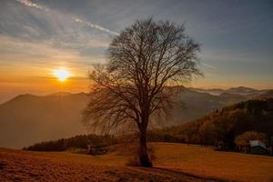 Tree in backlight photo