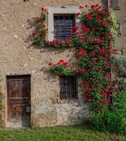 Farmhouse with climbing red roses photo