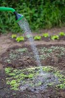 Watering can with water drops photo