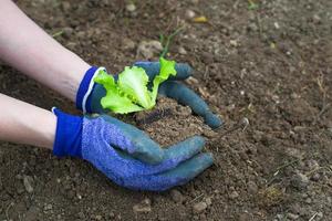 Planting lettuce in the garden photo